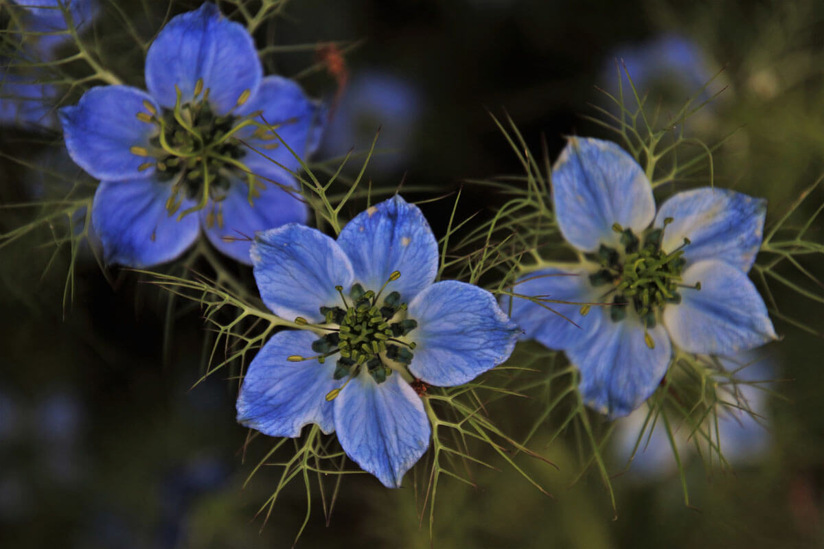 Jak jeść czarnuszkę i dlaczego warto?