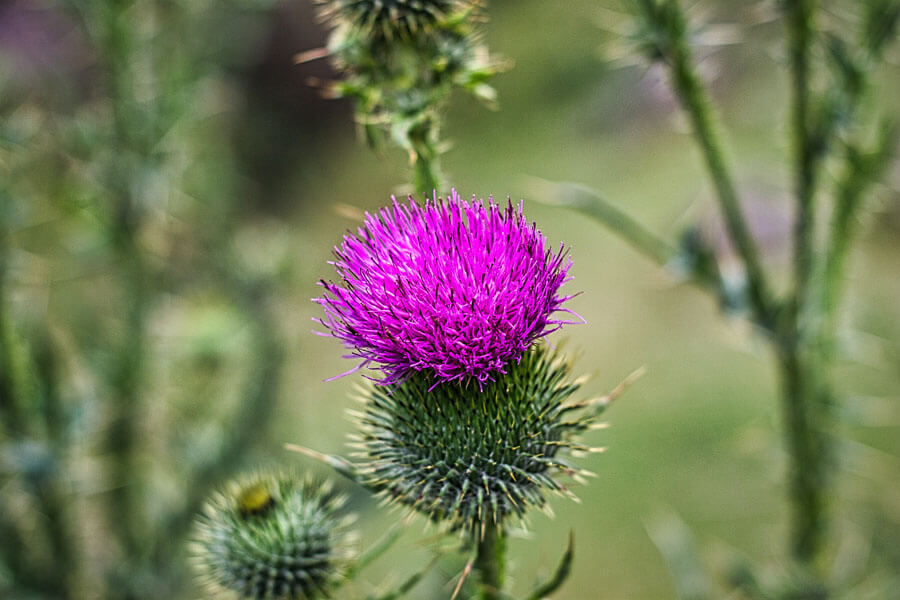 Jak stosować olej z ostropestu dla najlepszych efektów